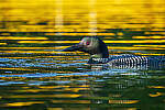 Click to see Y-JG-A7R-IV-TAMRON-150-500-2646-MOD.JPG