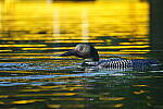 Click to see Y-JG-A7R-IV-TAMRON-150-500-2646.JPG