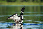 Click to see Y-JG-A7R-IV-TAMRON-150-500-2676-MOD.JPG