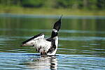 Click to see Y-JG-A7R-IV-TAMRON-150-500-2676.JPG