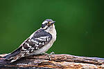 Click to see Y-JG-A7R-IV-TAMRON-150-500-2695-MOD.JPG