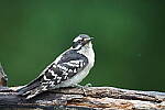 Click to see Y-JG-A7R-IV-TAMRON-150-500-2695.JPG