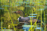 Click to see Y-JG-A7R-IV-TAMRON-150-500-2745-MOD.JPG