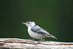 Click to see Y-JG-A7R-IV-TAMRON-150-500-2833.JPG