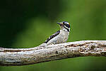Click to see Y-JG-A7R-IV-TAMRON-150-500-2836-MOD.JPG