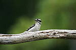 Click to see Y-JG-A7R-IV-TAMRON-150-500-2836.JPG