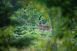 Click to see Y-JG-A7R-IV-TAMRON-150-500-2859-MOD.JPG