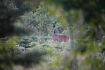 Click to see Y-JG-A7R-IV-TAMRON-150-500-2859.JPG