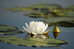 Click to see Y-JG-A7R-IV-TAMRON-150-500-2945.JPG
