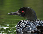Click to see Y-JG-A7R-IV-TAMRON-150-500-2986-MOD.JPG