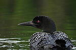 Click to see Y-JG-A7R-IV-TAMRON-150-500-2986.JPG