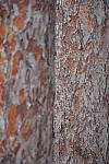 Click to see Y-JG-A7R-IV-TAMRON-18-300-8364.JPG