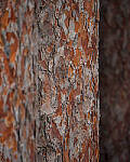 Click to see Y-JG-A7R-IV-TAMRON-18-300-8372-MOD.JPG