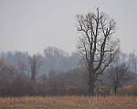 Click to see Y-JG-A7R-IV-TAMRON-18-300-8511-MOD.JPG