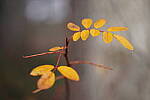 Click to see Y-JG-A7R-IV-TAMRON-28-75-7291.JPG
