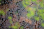 Click to see Y-JG-A7R-IV-TAMRON-35-150-7243-MOD.JPG