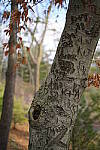 Click to see Y-JG-A7R-IV-TAMRON-35-150-7248.JPG