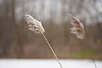 Click to see Y-JG-A7R-IV-TAMRON-35-150-7358.JPG
