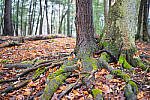 Click to see Y-JG-A7R-IV-TAMRON-35-150-7437-MOD.JPG