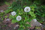 Click to see Y-JG-SONY-14-GM-1753.JPG