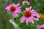 Click to see Y-JG-SONY-A7R-IV-35-GM-4593.JPG