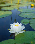 Click to see Y-JG-SONY-A7R-IV-35-GM-5547-MOD.JPG