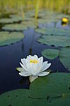 Click to see Y-JG-SONY-A7R-IV-35-GM-5547.JPG