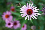 Click to see Y-JG-SONY-A7R-IV-35-GM-6271.JPG