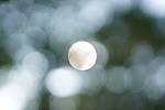 Click to see Y-JG-SONY-A7R-IV-35-GM-6274.JPG