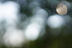Click to see Y-JG-SONY-A7R-IV-35-GM-6275.JPG