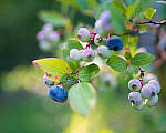 Click to see Y-JG-SONY-A7R-IV-35-GM-6280-MOD.JPG