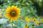 Click to see Y-JG-SONY-A7R-IV-35-GM-6296.JPG