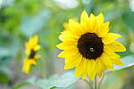 Click to see Y-JG-SONY-A7R-IV-35-GM-6304.JPG