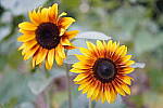 Click to see Y-JG-SONY-A7R-IV-35-GM-6322.JPG