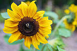 Click to see Y-JG-SONY-A7R-IV-35-GM-6324-MOD.JPG