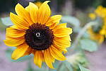 Click to see Y-JG-SONY-A7R-IV-35-GM-6324.JPG