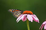 Click to see Y-JG-SONY-A7R-IV-SIGMA-150-600-3352.JPG