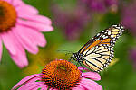 Click to see Y-JG-SONY-A7R-IV-SIGMA-150-600-3522-MOD.JPG