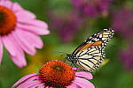 Click to see Y-JG-SONY-A7R-IV-SIGMA-150-600-3522.JPG