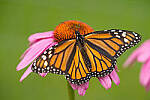 Click to see Y-JG-SONY-A7R-IV-SIGMA-150-600-3569-MOD.JPG