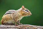 Click to see Y-JG-SONY-A7R-IV-SIGMA-150-600-3666-MOD.JPG