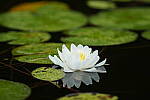 Click to see Y-JG-SONY-A7R-IV-SIGMA-150-600-4258.JPG