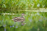 Click to see Y-JG-SONY-A7R-IV-SIGMA-150-600-4286.JPG