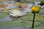 Click to see Y-JG-SONY-A7R-IV-SIGMA-150-600-4328.JPG