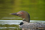 Click to see Y-JG-SONY-A7R-IV-SIGMA-150-600-4441.JPG