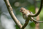 Click to see Y-JG-SONY-A7R-IV-SIGMA-150-600-4650-MOD.JPG