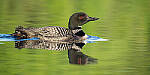 Click to see Y-JG-SONY-A7R-IV-SIGMA-150-600-4977-MOD.JPG