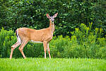 Click to see Y-JG-SONY-A7R-IV-SIGMA-150-600-5386-MOD.JPG