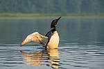 Click to see Y-JG-SONY-A7R-IV-SIGMA-150-600-5505-MOD.JPG