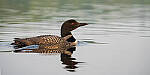 Click to see Y-JG-SONY-A7R-IV-SIGMA-150-600-5514-MOD.JPG